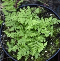 Cystopteris aff.sudetica