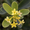 Daphne gemmata