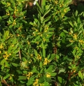 Daphne giraldii