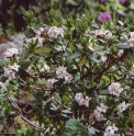 Daphne retusa