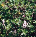 Daphne tangutica