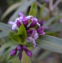 Daphne wolongensis