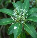Daphniphyllum macropodum