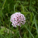 Darmera peltata