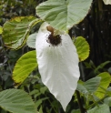 Davidia involucrata 'Sonoma'