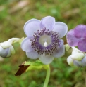 Deinanthe bifida x caerulea 'Blue Blush'