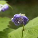 Deinanthe caerulea 'Blue Wonder'