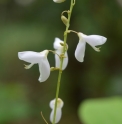 Desmodium elegans