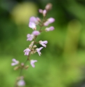 Desmodium nudiflorum