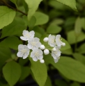 Deutzia amurensis