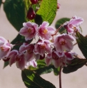 Deutzia calycosa DS18