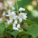 Deutzia chunii