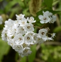 Deutzia compacta