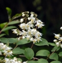 Deutzia crenata