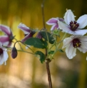 Deutzia 'Dark Eyes'