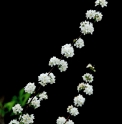 Deutzia glomeruliflora CBCH854