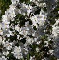 Deutzia aff.hypoglauca CBCH218