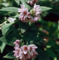 Deutzia longifolia DS71