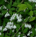 Deutzia maximowicziana JP4583