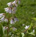 Deutzia pulchra 'Pink tinged form'