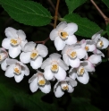 Deutzia rubens DS1010