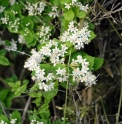 Deutzia scabra