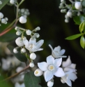 Deutzia setchuenensis var.corymbiflora