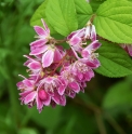 Deutzia 'Strawberry Fields'