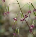 Diaspananthus (Ainsliea) uniflorus