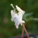 Dicentra canadensis