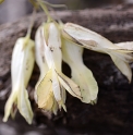 Dicentra macrantha