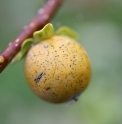 Diospyros grandifolia KR196