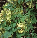 Dipteronia sinensis