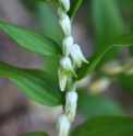 Disporopsis pernyi 'Xiao Chengdu'