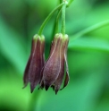 Disporum cantoniense