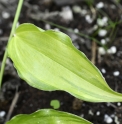 Disporum cantoniense 'Aureovariegata'