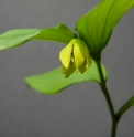 Disporum lutescens