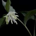 Disporum maculatum