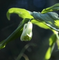 Disporum sessile var.macrophyllum