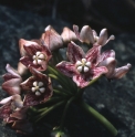 Dregea sinensis