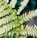 Dryopteris erythrosora