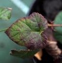 Rubus hakonensis