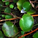 Saxifraga stolonifera 'Japon'