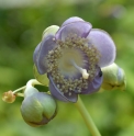 Deinanthe caerulea