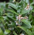 Sarcococca confusa var. humilis