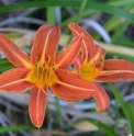 Hemerocallis fulva CBCH851