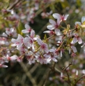 Prunus x tschonoskii 