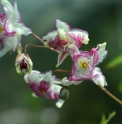 Epimedium 'Miyako'