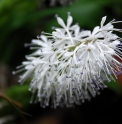 Ypsilandra thibetica