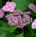 Hydrangea macrophylla 'Komo Chiana Seruka'